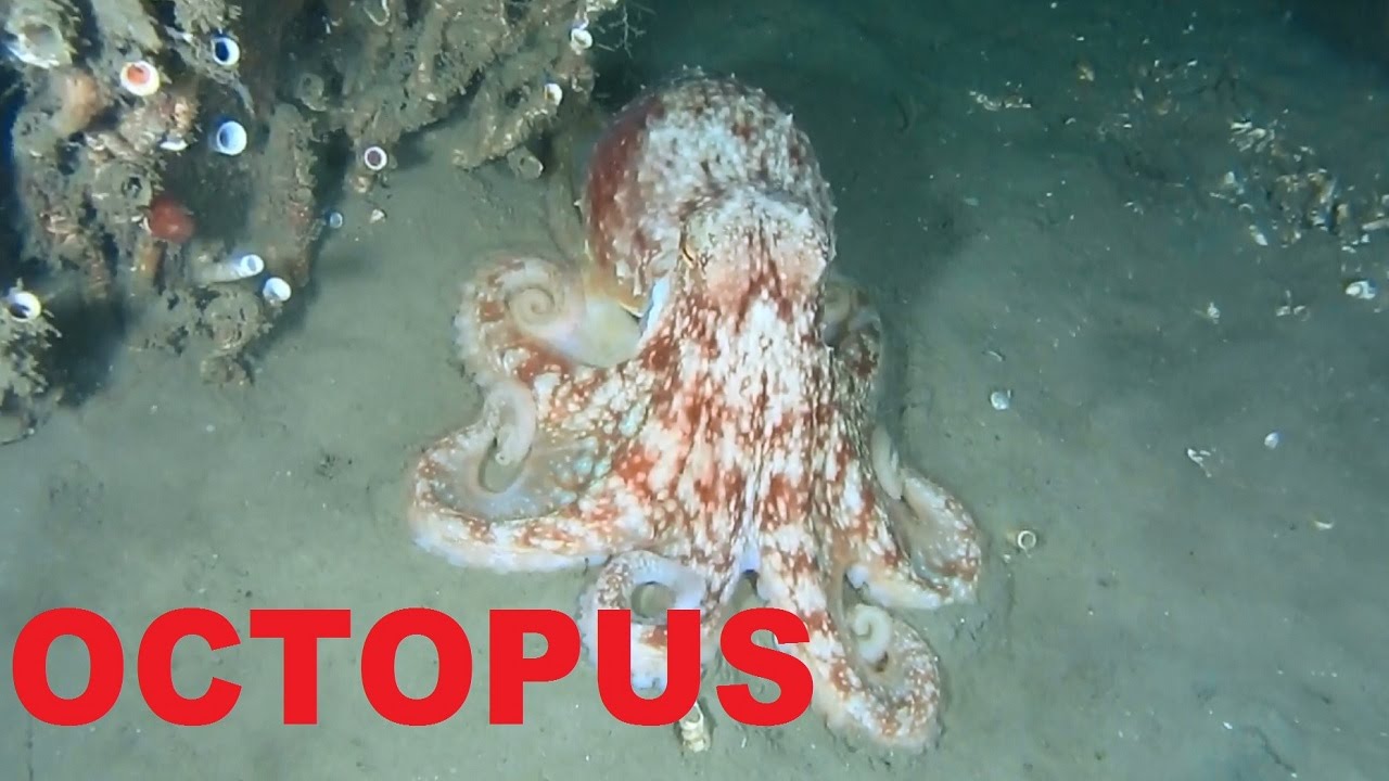 Octopus Scuba Oahu